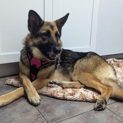 Nala the dog lying with paws crossed on a blanket on the floor